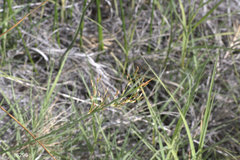 Juncus balticus ater