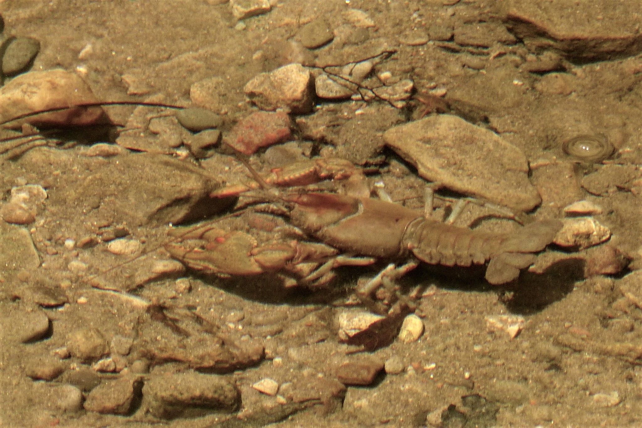 Cambarus robustus (Big water crayfish) - Michigan Natural Features Inventory