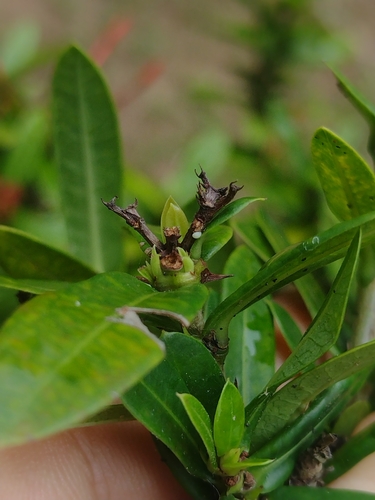 Marsyas Hairstreak photo 2