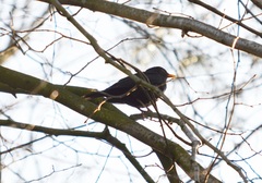 Turdus merula