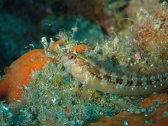 Striped Blenny photo 4