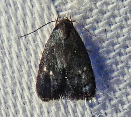 Menesta tortriciformella