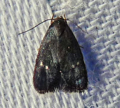 Menesta tortriciformella