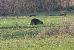 Myocastor coypus