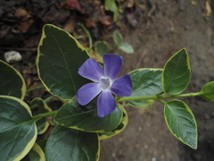 Vinca major