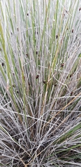 Schoenus nigricans