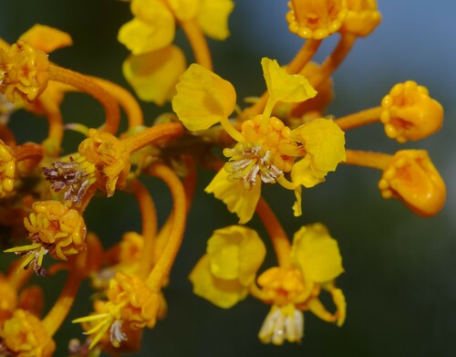 Byrsonima aerugo
