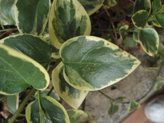Vinca major