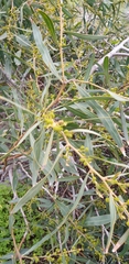 Acacia saligna