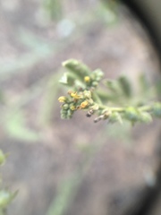 Heliotropium campestre