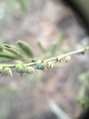 Heliotropium campestre