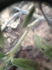 Heliotropium campestre