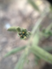 Heliotropium campestre