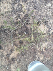 Heliotropium campestre