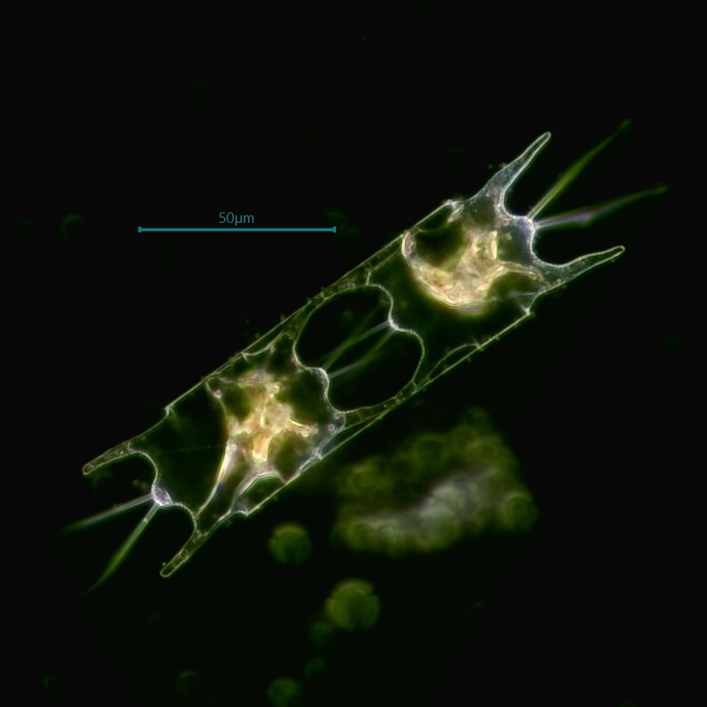 Hobaniella