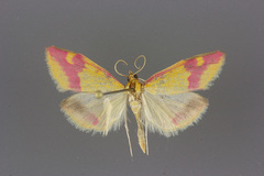 Pyrausta scurralis