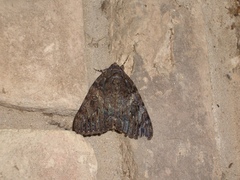 Catocala umbrosa
