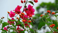 Archilochus colubris