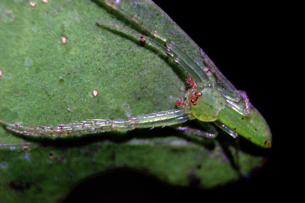 Sri Lanka Elongated Green Crab Spider