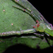 Oxytate subvirens - Photo (c) Shanelle Wikramanayake, some rights reserved (CC BY-NC), uploaded by Shanelle Wikramanayake