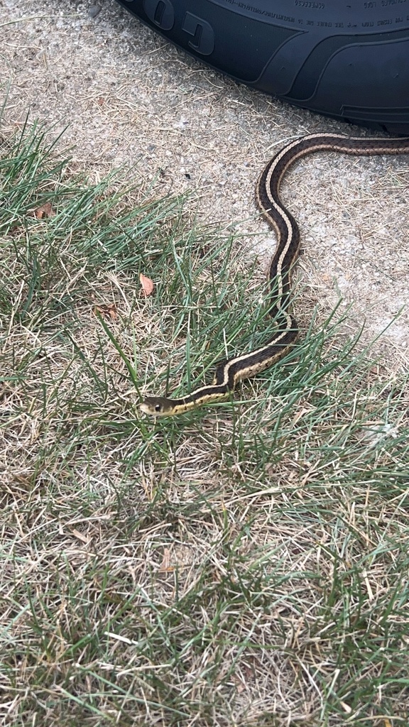 Eastern Garter Snake from Nightingale Trail, Enon, OH, US on September ...