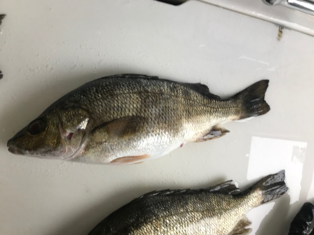 Burro grunt (Pomadasys crocro) — Haemulidae
