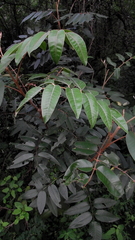 Decatropis bicolor