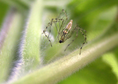 Oxyopes