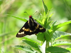 Sarbia damippe