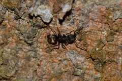 Dolichoderus bispinosus