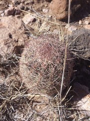 Echinomastus intertextus