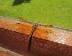 Perithemis icteroptera