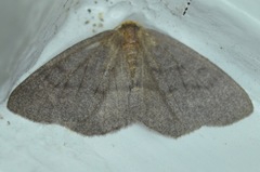 Lambdina pellucidaria