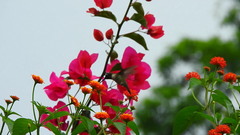 Archilochus colubris