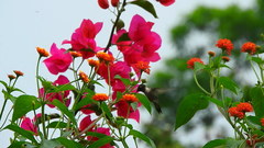 Archilochus colubris