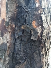 Metopium brownei