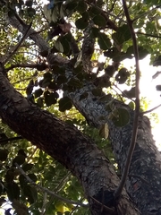 Metopium brownei