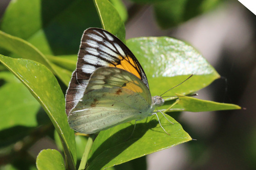 Ixias reinwardtii