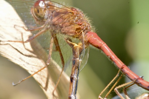 Autumn Meadowhawk photo 3