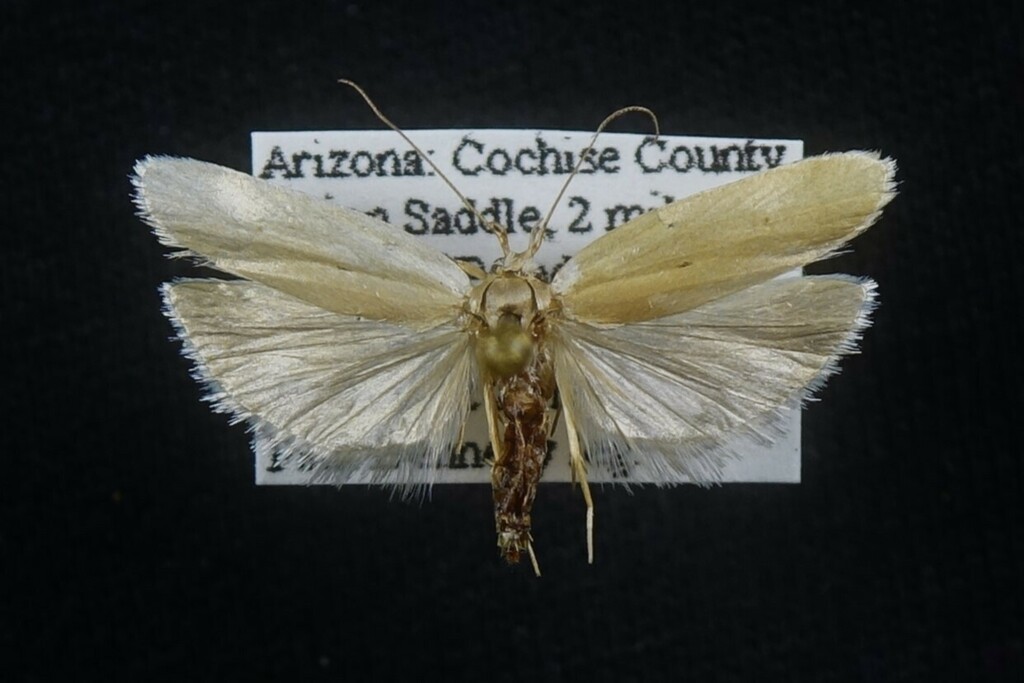 Antaeotricha utahensis