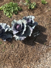 Brassica oleracea capitata