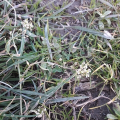 Capsella bursa-pastoris