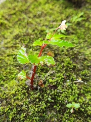 Begonia semiovata image