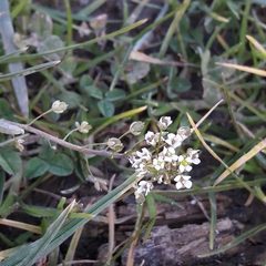 Capsella bursa-pastoris