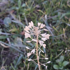 Capsella bursa-pastoris
