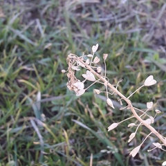 Capsella bursa-pastoris