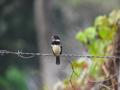 Sporophila morelleti