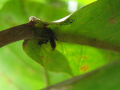 Dactylurina staudingeri