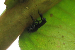 Dactylurina staudingeri