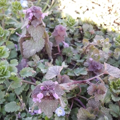 Lamium purpureum